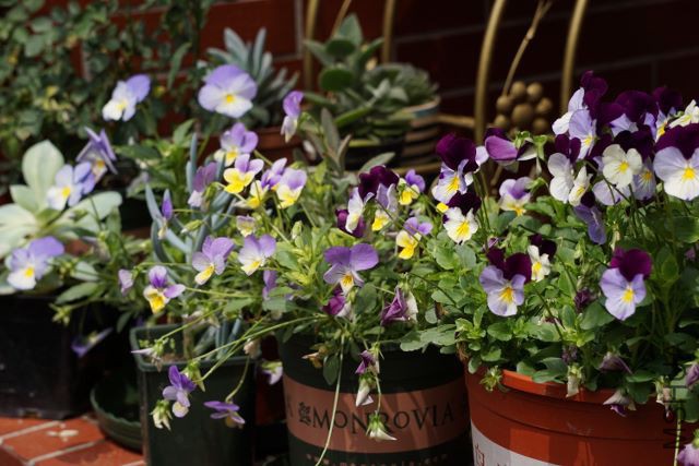 DSC01999 (640x427).jpg