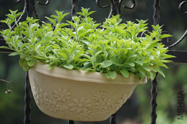 DSC01996 (640x427).jpg