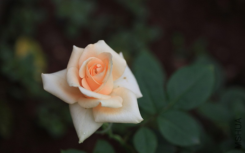 IMG_9950.JPG