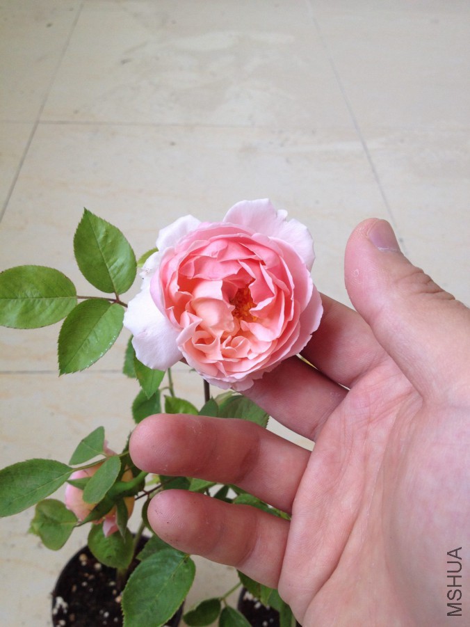 IMG_0781.JPG