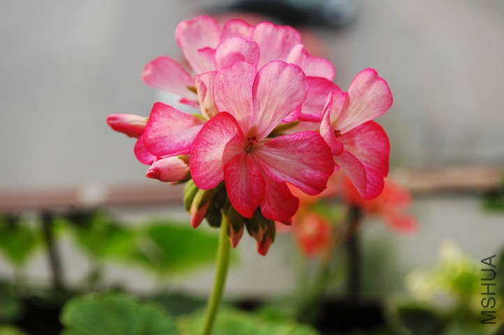 DSC_2845.jpg