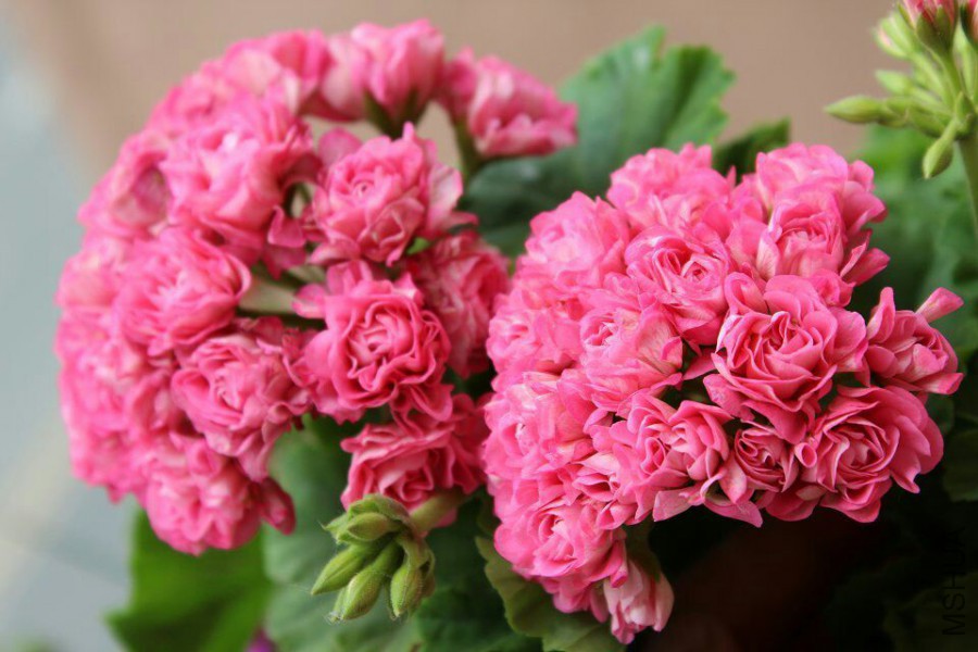 QQͼƬ20150529090935.jpg