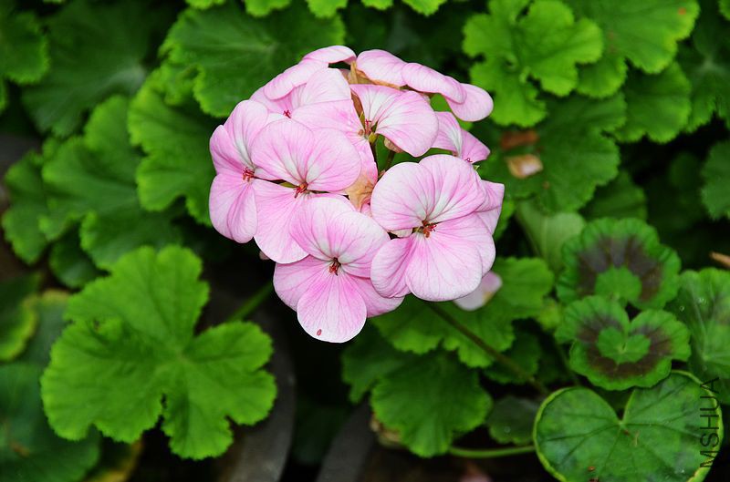 �س�ƻ���� (1).jpg