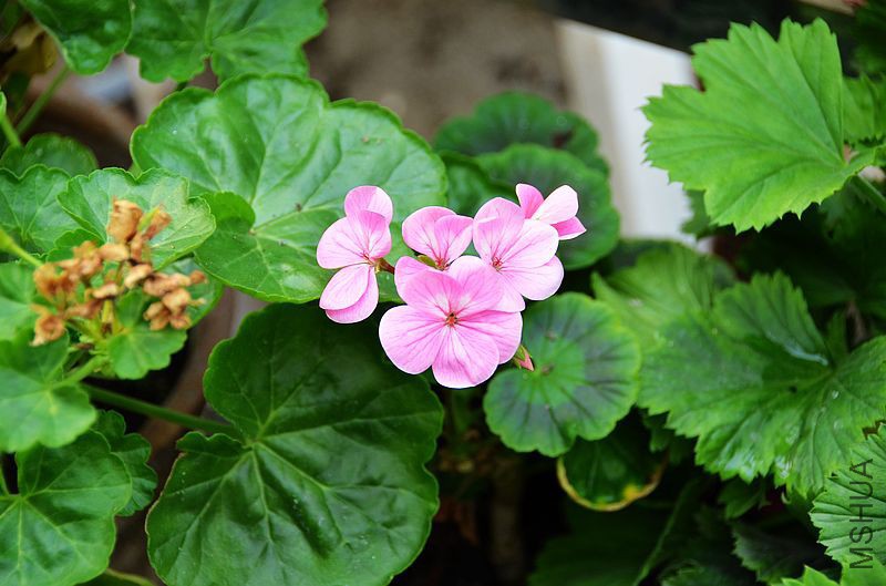 �س�ƻ���� (3).jpg