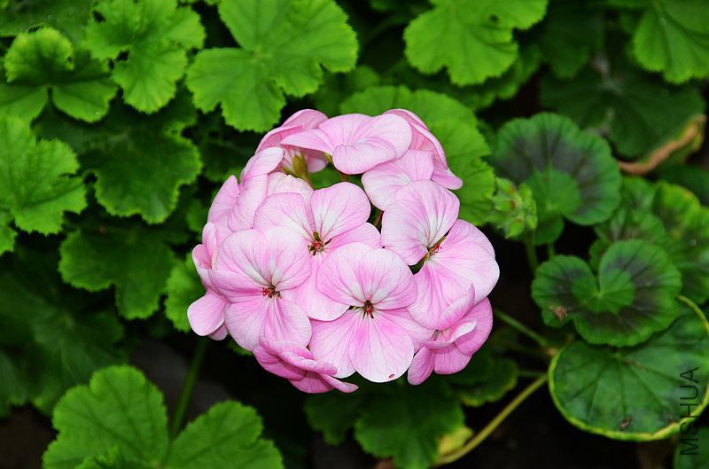 �س�ƻ���� (2).jpg