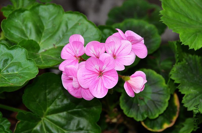 �س�ƻ���� (4).jpg