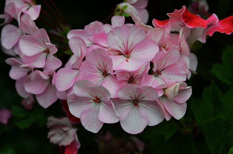 �س�ƻ���� (7).jpg