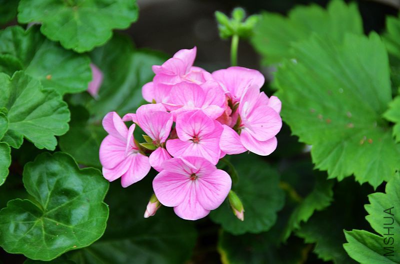 �س�ƻ���� (5).jpg