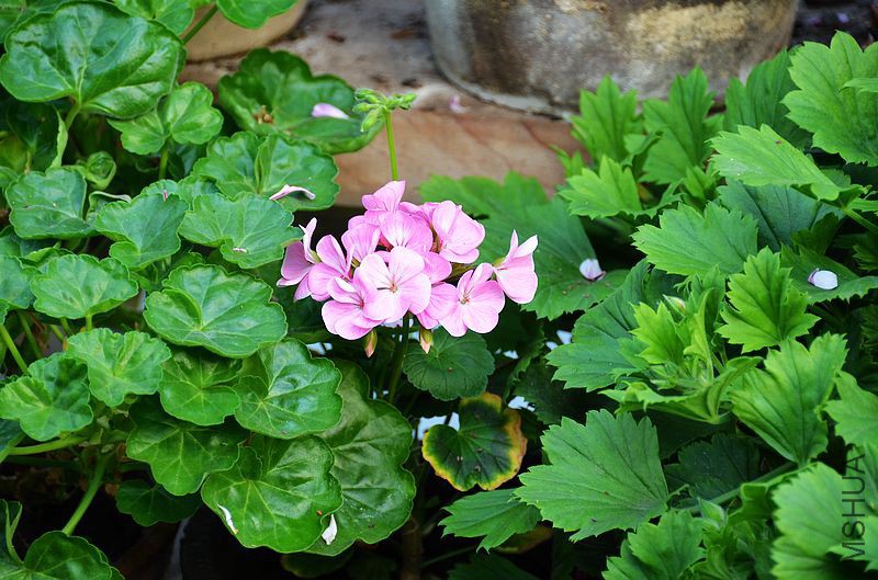 �س�ƻ���� (6).jpg