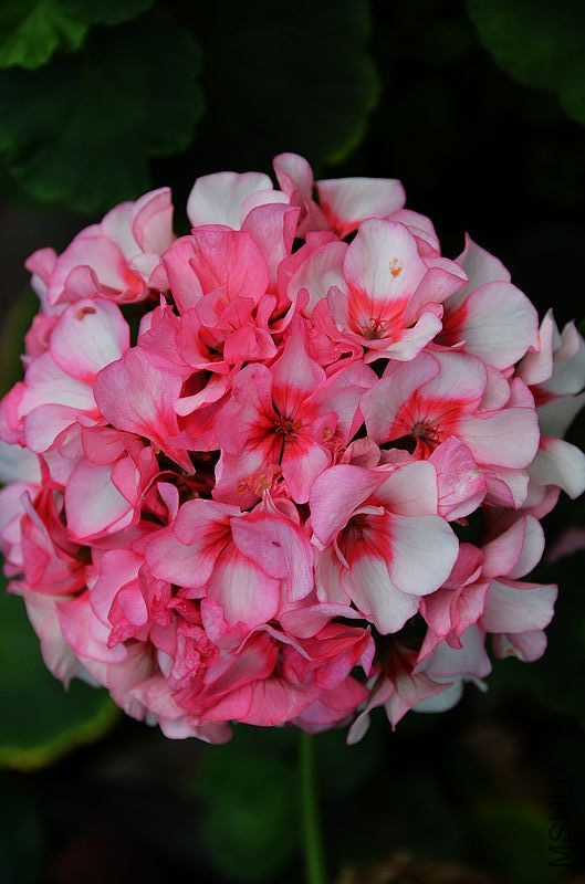 �س����� (1).jpg