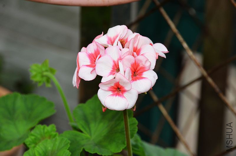 �س����� (2).jpg