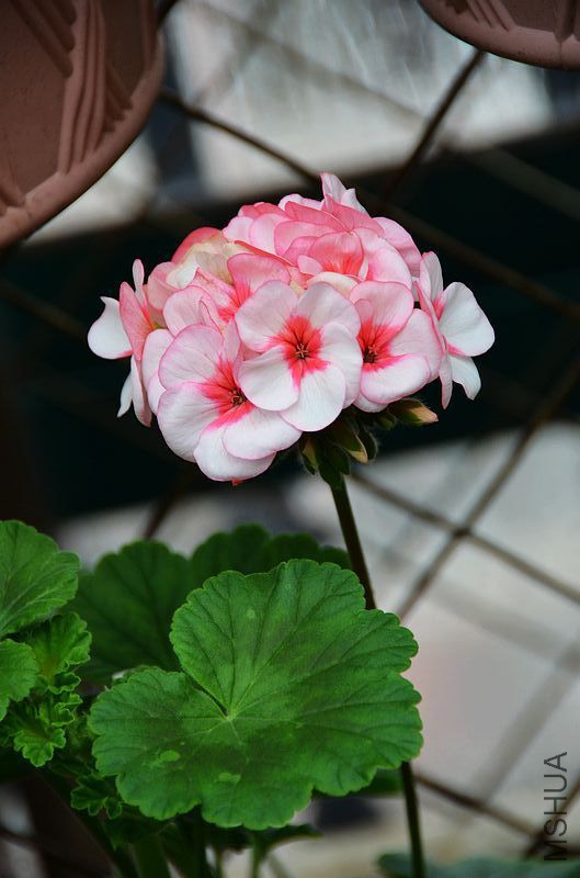 �س����� (4).jpg