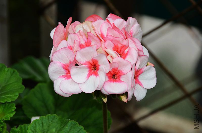 �س����� (3).jpg