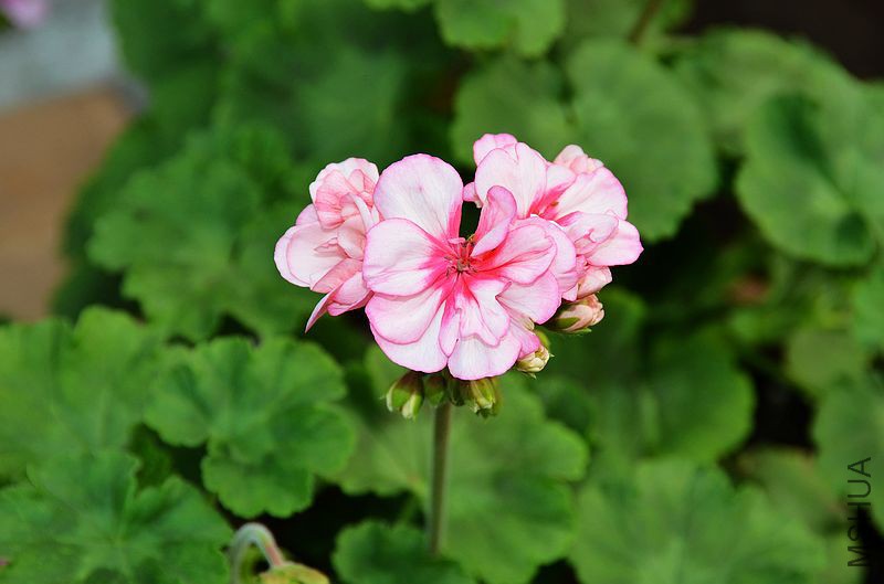 �س����� (6).jpg