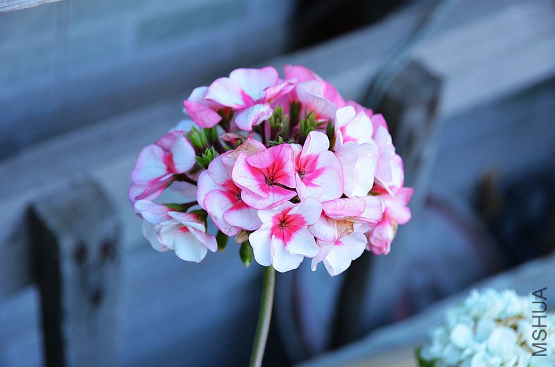 �س����� (7).jpg