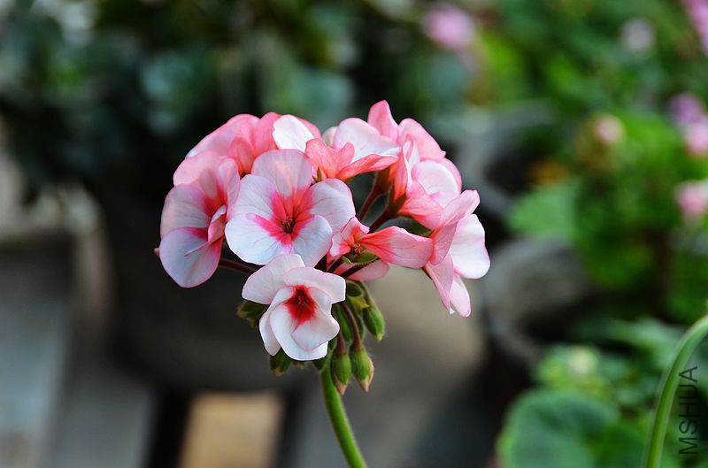 �س����� (5).jpg