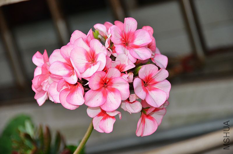 �س����� (8).jpg