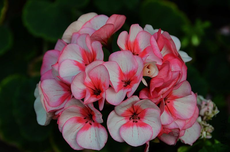 �س����� (9).jpg