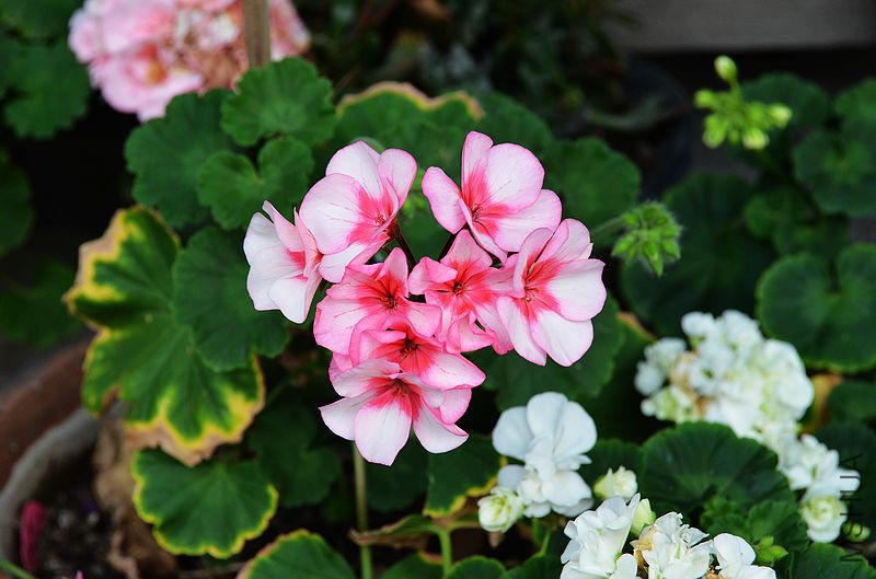 �س����� (10).jpg