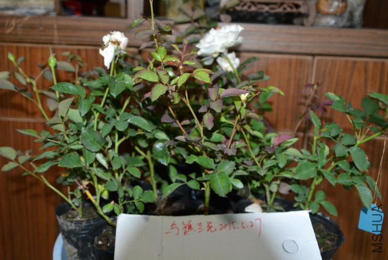 DSC_43420129.JPG