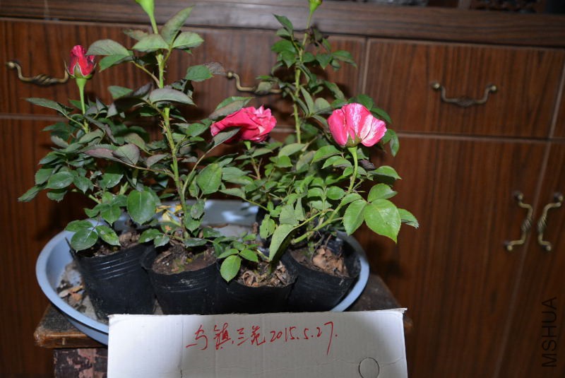 DSC_43530140.JPG