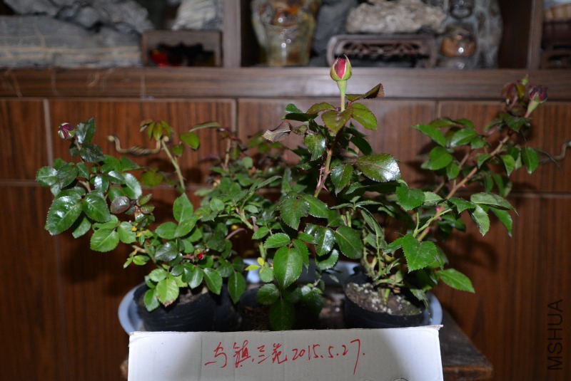 DSC_43520139.JPG