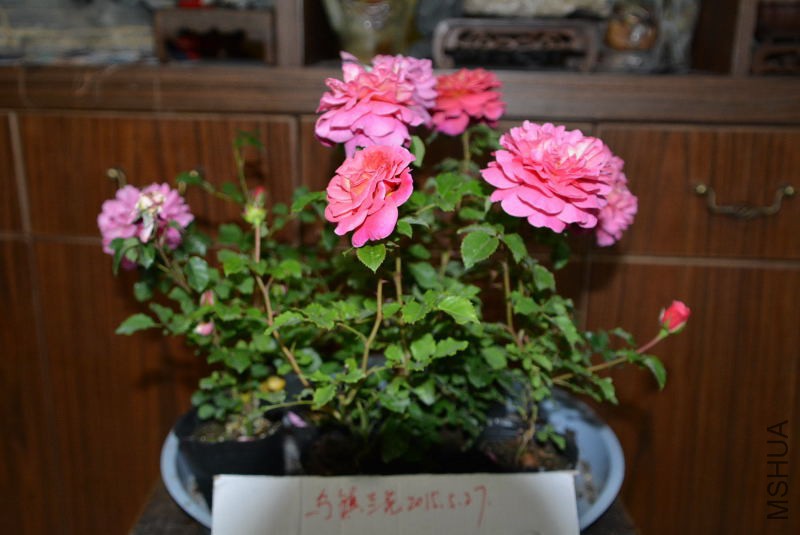 DSC_43450132.JPG