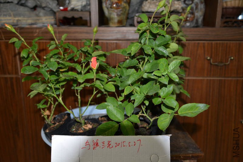 DSC_43490136.JPG