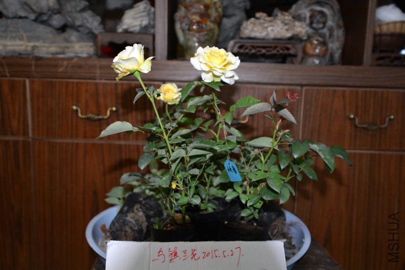 DSC_43500137.JPG