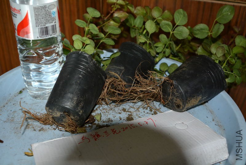 DSC_43380125.JPG