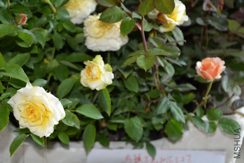 DSC_43280115.JPG
