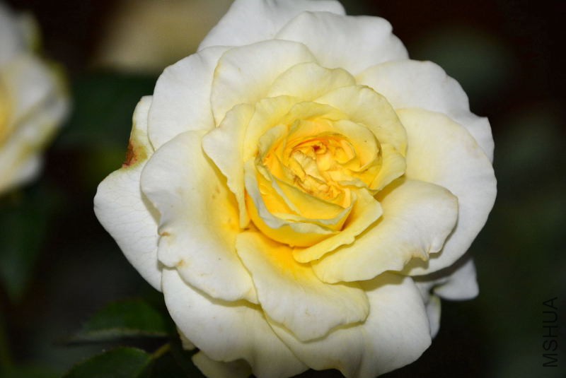 DSC_43510138.JPG