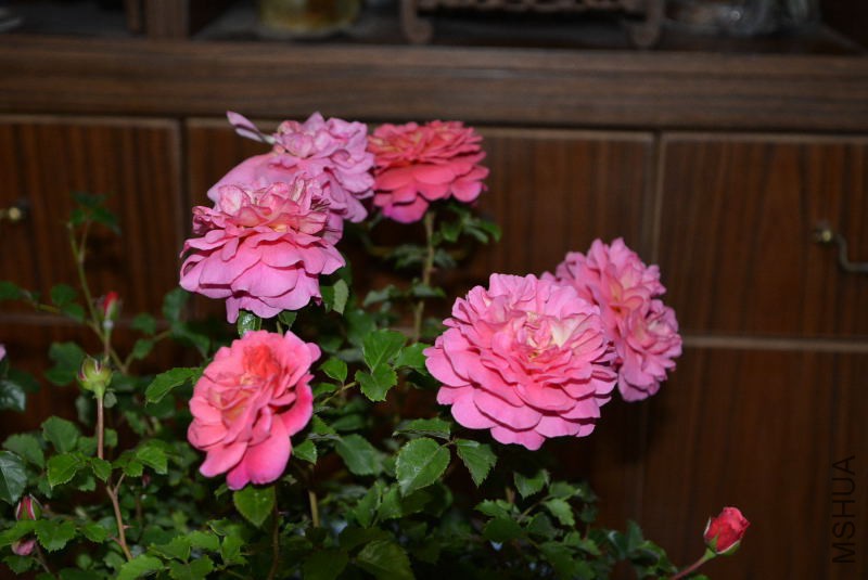 DSC_43480135.JPG