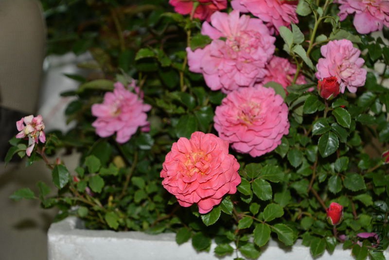 DSC_43180105.JPG