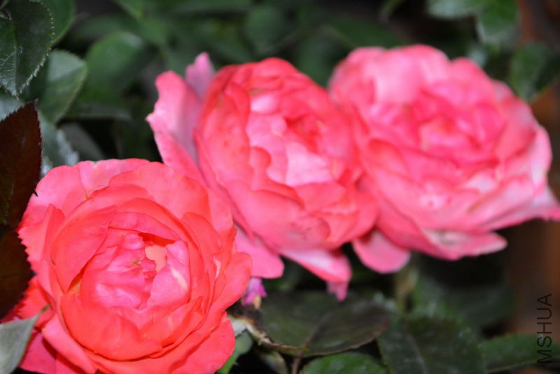 DSC_43140101.JPG