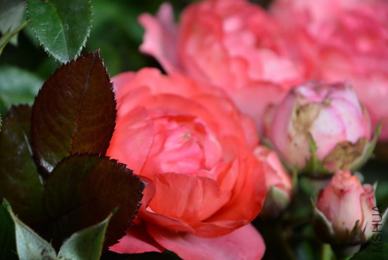 DSC_43130100.JPG