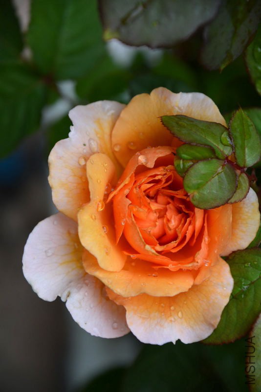 DSC_43640009.JPG