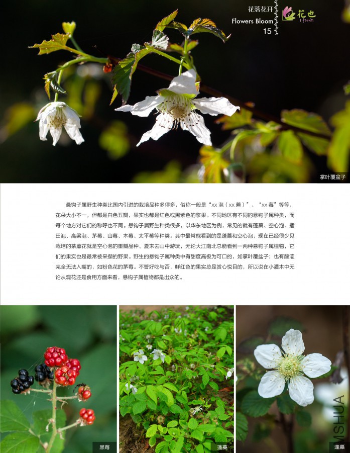 ��Ҳ�ڰ��ڣ��ո�15.jpg