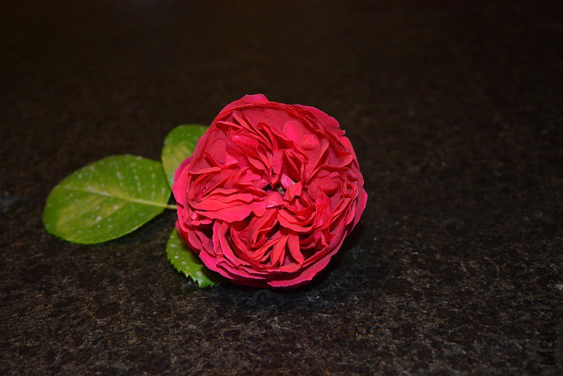 DSC_0084.jpg