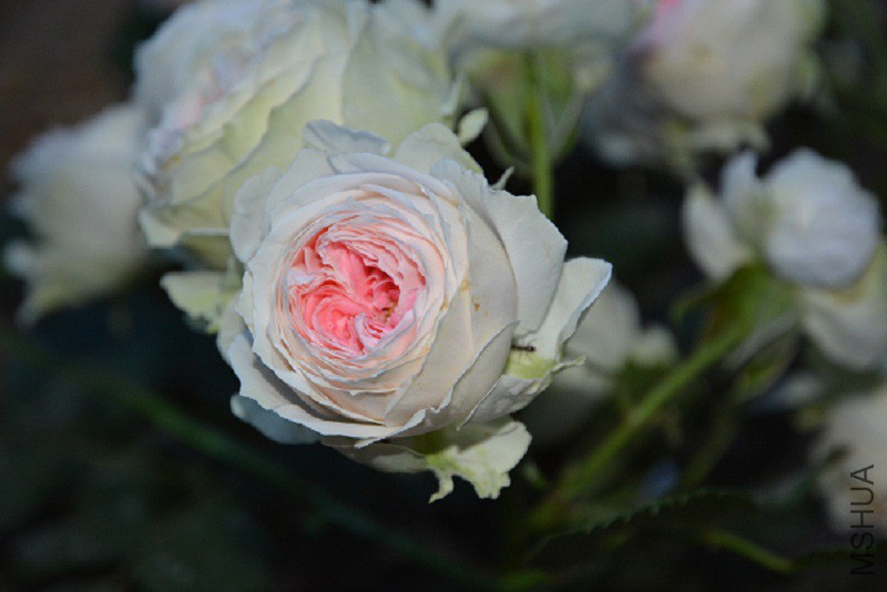 DSC_0067.jpg