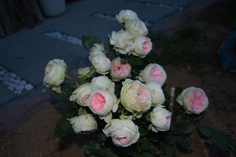 DSC_0069.jpg