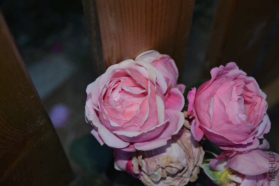 DSC_0075.jpg