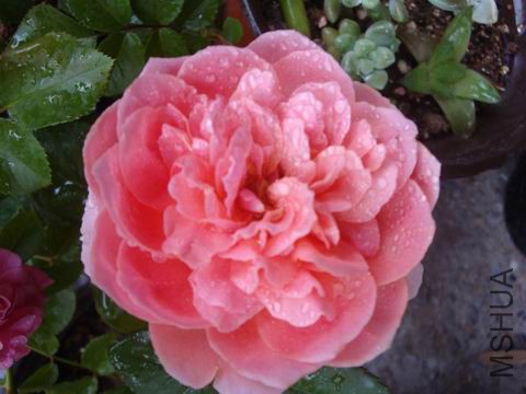 DSC05086.JPG