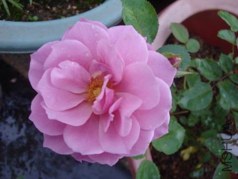 DSC05089.JPG