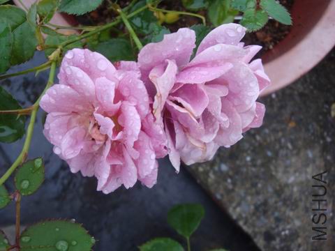 DSC05090.JPG