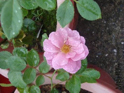 DSC05092.JPG