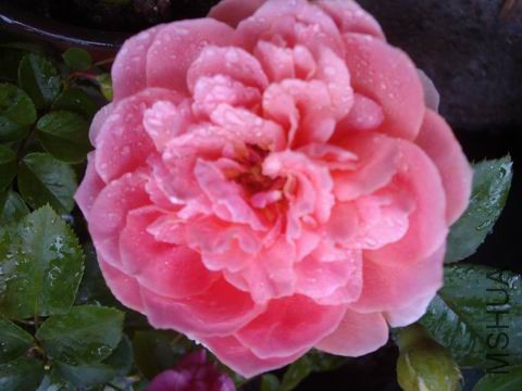 DSC05093.JPG