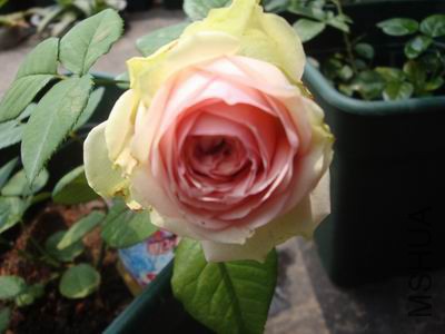 DSC05094.JPG
