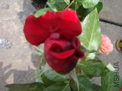 DSC05095.JPG