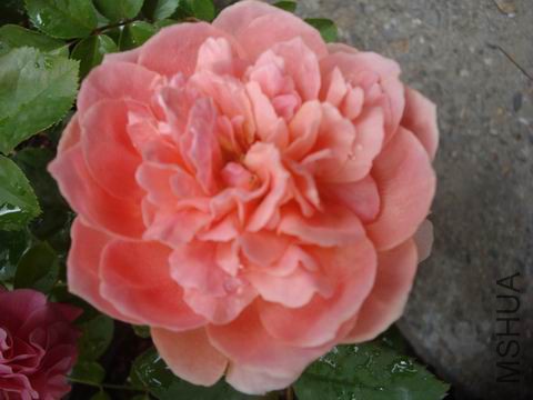 DSC05096.JPG